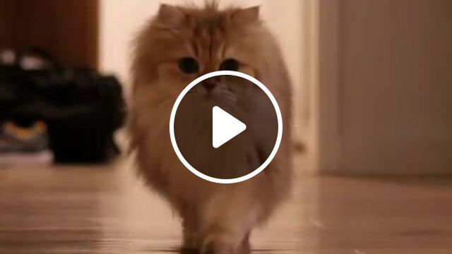 Cat On A Catwalk, Sy, Music, Bluejeans Smile, Cius, Smoothie, Smoothiethecat, Catwalk, Cat, Animals Pets. #0