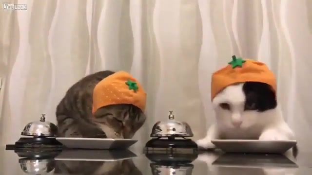 Cats asking for food - Video & GIFs | cat pet food,animals pets