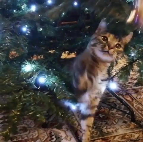 Christmas Cat. Cats. Christmas. New Year. Tree. Funny Cats. Animals Pets.