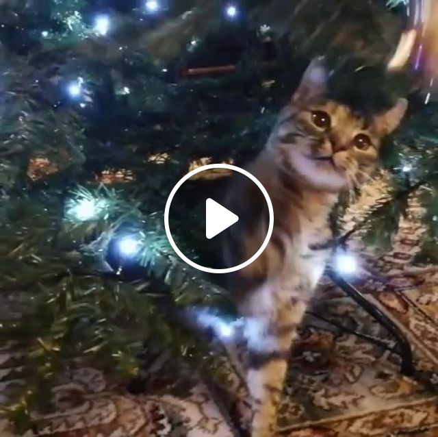 Christmas Cat, Cats, Christmas, New Year, Tree, Funny Cats, Animals Pets. #1