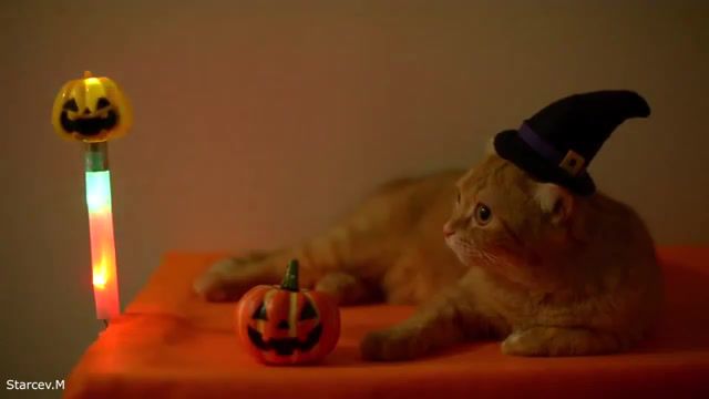 Halloween Cat, Parody, Animal, Cat, Animals Pets.