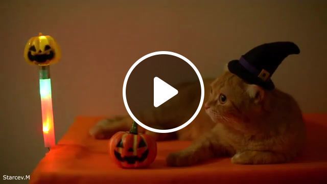 Halloween Cat, Parody, Animal, Cat, Animals Pets. #0