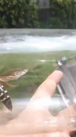 Heli Wasp X 5, Wasp, Insect, Funny, Sound Effect, Animal, Hornet, Helicopter, Nichose, Wow, Insects, Bank, Music.