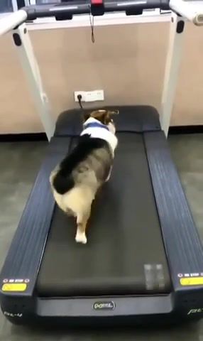 I'm on training and I'm lazy - Video & GIFs | dog,corgi,animals pets