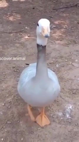 Irish Goose, Animals Pets. #2