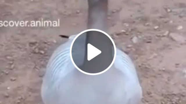 Irish Goose, Animals Pets. #0