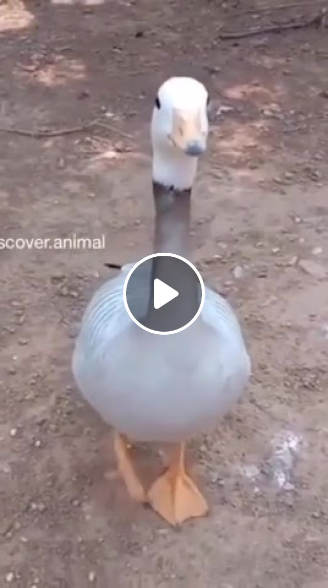 Irish Goose, Animals Pets. #1