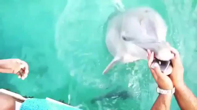 It's Dolphin's Mobile - Video & GIFs | pets,dolphin,dolphins,animals,wtf,lol,funny,funny moments,music,animal,cute,mobile phone,amazing,top,best,i follow you,memes,mem,animals pets