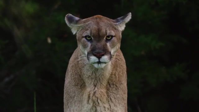 Look Of A Predator, Mountain Lion, Cat, Mountain Cat, National Geographic, Dangerous Look, Lorn Acid Rain, Animals Pets.