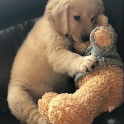 Love the new toy so much, dogs, puppies, cute, adorable, pets, animals, cuteanimalshare, animals pets.