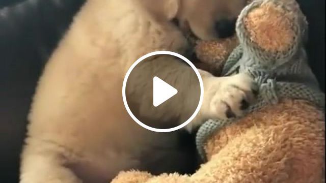 Love The New Toy So Much, Dogs, Puppies, Cute, Adorable, Pets, Animals, Cuteanimalshare, Animals Pets. #0