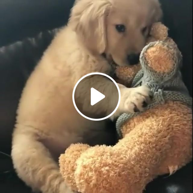Love The New Toy So Much, Dogs, Puppies, Cute, Adorable, Pets, Animals, Cuteanimalshare, Animals Pets. #1