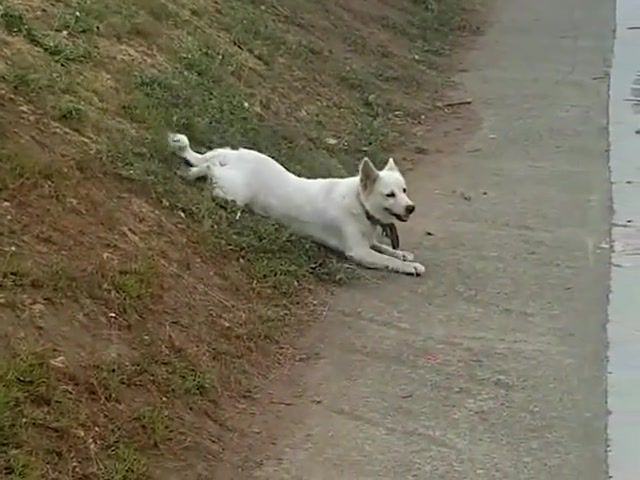 Mission Imdogsible. Dog. Animal. Funny. Mission Impossible. Crawling. Gr. Street. Sidewalk. Crawl. Crawls. Dog Cover. Animals Pets.
