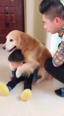 Nothing Gonna Change My Love For You, Dog Huging, Dog Hugs Baby, Nothing Gonna Change My Love For You Cover By Littlewave, Cute Dog, Dogs Protecting Baby, Animals Pets.