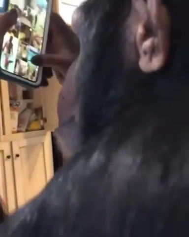 Planet of the apes monkey and instagram, monkey, instagram, ape, human, future, now, planet of the apes, ux, interface, interaction, ui, smartphone, animals pets.