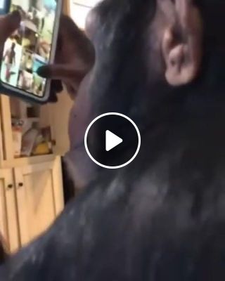 Planet of the Apes monkey and instagram