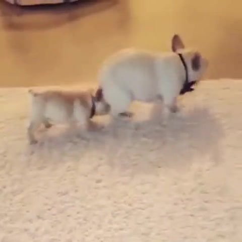 Puppy Teaches French Bulldog How to Dance - Video & GIFs | puppy teaches french bulldog how to dance,best,animals pets