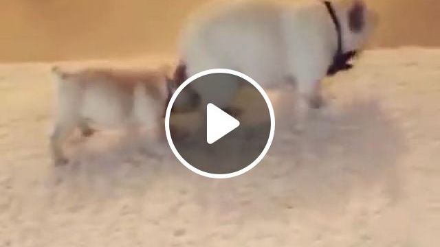 Puppy Teaches French Bulldog How To Dance, Best, Animals Pets. #0