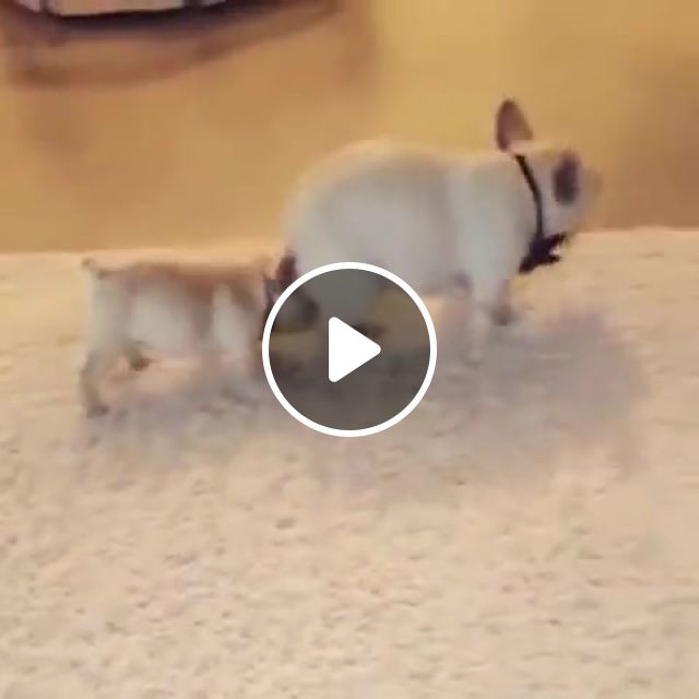 Puppy Teaches French Bulldog How To Dance, Best, Animals Pets. #1