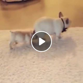 Puppy Teaches French Bulldog How to Dance