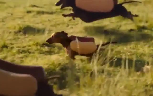 Rushing Hot Dogs - Video & GIFs | mashup,laughing,laugh,awesome,cool,family guy,hotdog,animals pets