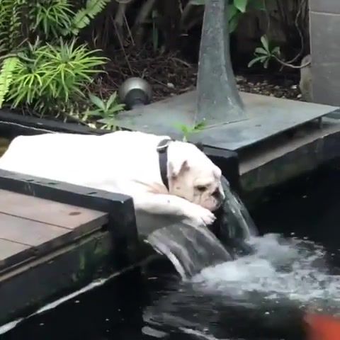 Sad. Sad. Dog. Waterfall. Water. Funny. Lol. Animals Pets.