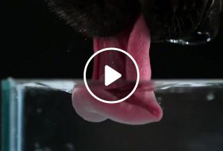 Secret Life of Dogs Alsatian dog drinking water in ultra slow motion