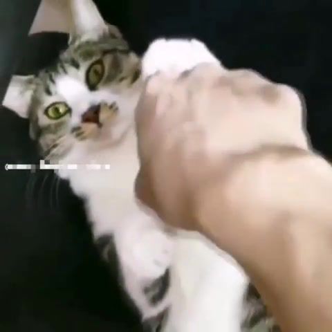 Stop man i am a cat not anime - Video & GIFs | cat,one piece,luffy,roronoa zoro,anime,manga,animals pets