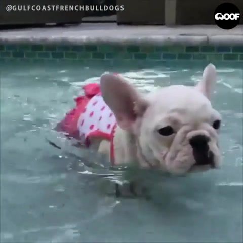 Summer Pool Party, Summer, Pool, Poolparty, Dog, Doggo, Animals Pets.