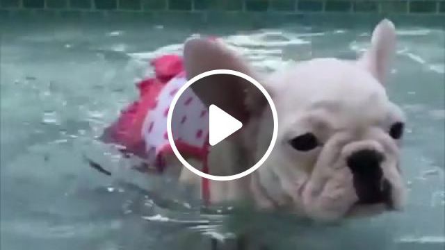 Summer Pool Party, Summer, Pool, Poolparty, Dog, Doggo, Animals Pets. #0