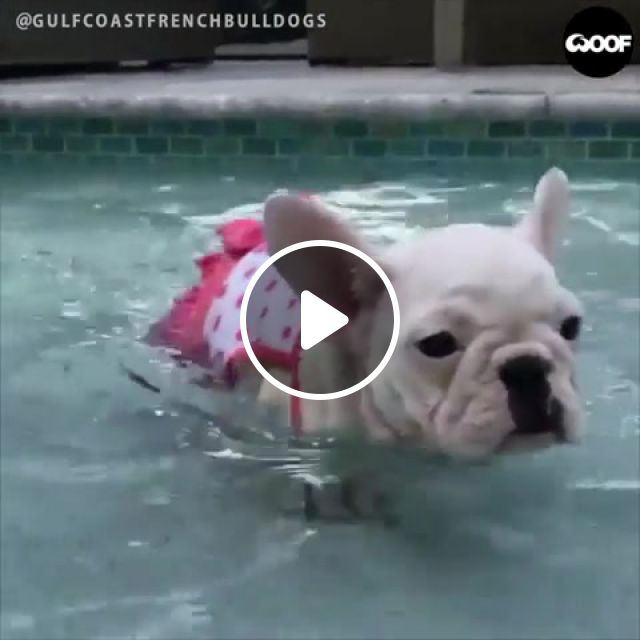 Summer Pool Party, Summer, Pool, Poolparty, Dog, Doggo, Animals Pets. #1