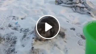 The rescue frozen cat 35c