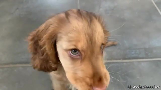 This eyes 3, Funny Tik Tok, Funny, Funniest, Dog, Eyes, Beautiful, Puppy, Snack, James Blunt, Animals Pets