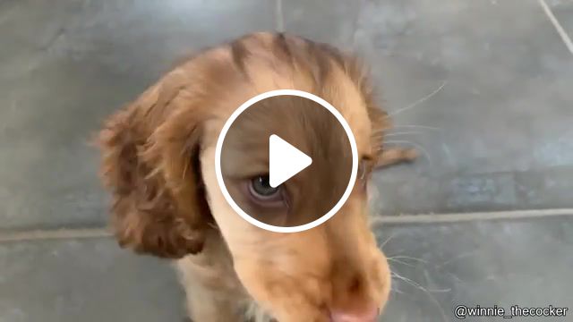 This eyes 3, funny tik tok, funny, funniest, dog, eyes, beautiful, puppy, snack, james blunt, animals pets. #1