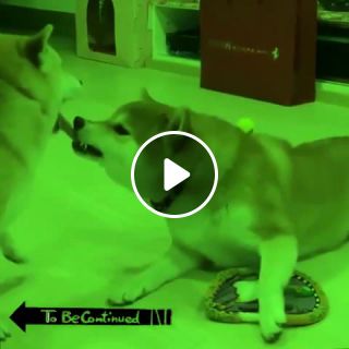 To be continued dog