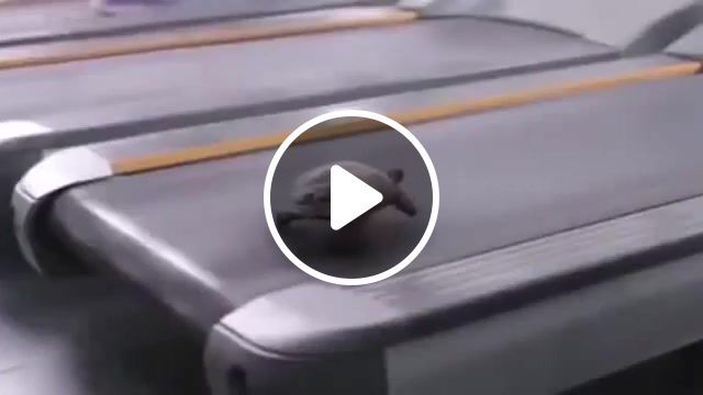 Turtle on the treadmill, turtle, gym, fit, animals pets. #0