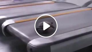 Turtle on the treadmill