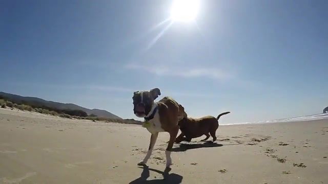 Two Legged Boxer, Happy, Life, Duncan Lou Who, Gopro, Panda Paws Rescue, Shake, Beach, Disabled, Rescue, Boxer, Puppy, Animal, Dog, Animals Pets. #2