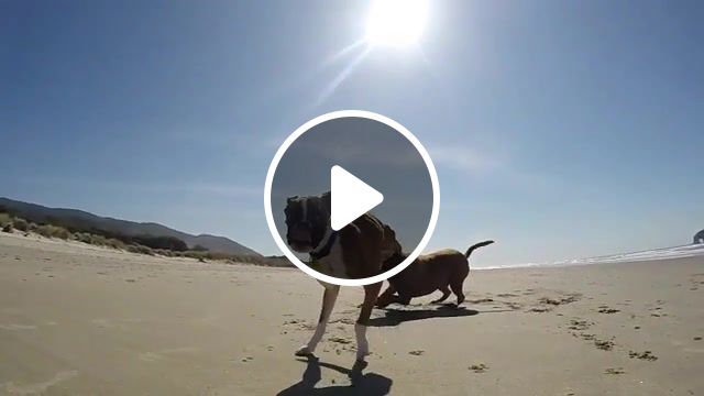 Two Legged Boxer, Happy, Life, Duncan Lou Who, Gopro, Panda Paws Rescue, Shake, Beach, Disabled, Rescue, Boxer, Puppy, Animal, Dog, Animals Pets. #1