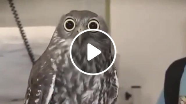 What Does Your Owl Think, Animals Pets. #0