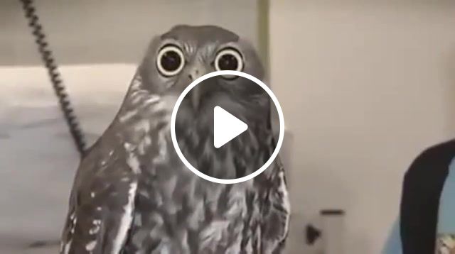 What Does Your Owl Think, Animals Pets. #1