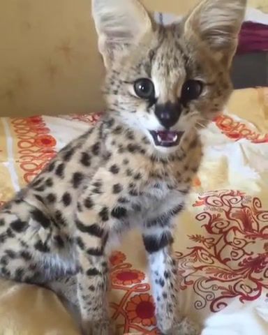 Whistle baby, cats, serval, whistle, animals pets.