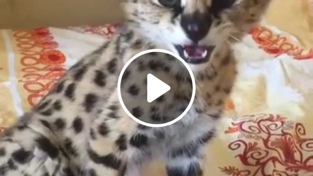 Whistle Baby, Cats, Serval, Whistle, Animals Pets. #0