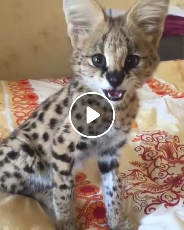 Whistle Baby, Cats, Serval, Whistle, Animals Pets. #1