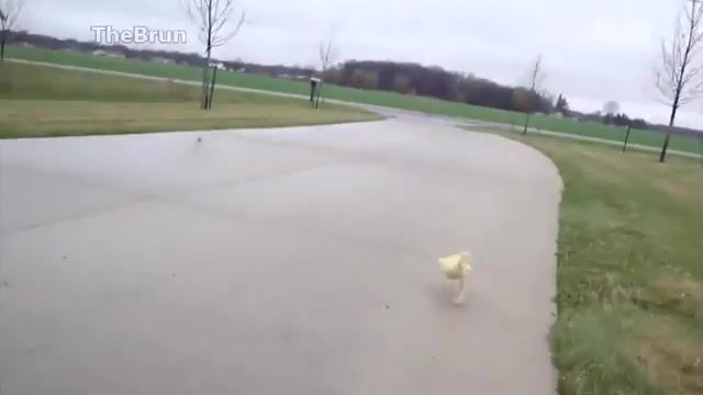 Why Are You Running From Duck, Brun, Duck, Why Are You Running, Run, Animals Pets. #2