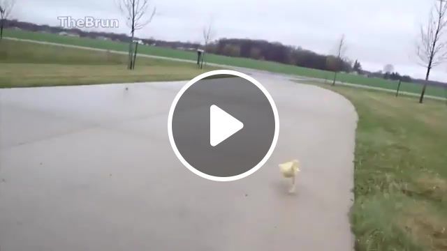 Why Are You Running From Duck, Brun, Duck, Why Are You Running, Run, Animals Pets. #0