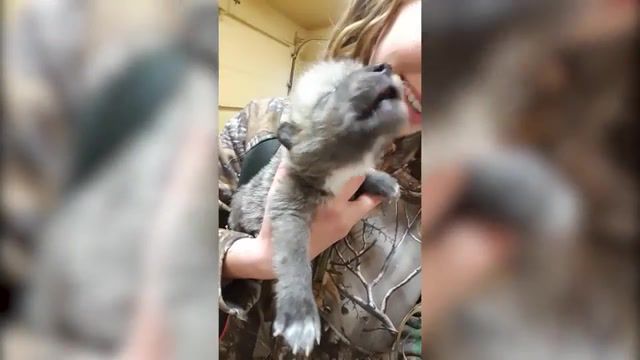 Wolf Puppy Howling For The First Time, Animals Pets.