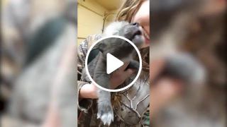 Wolf puppy howling for the first time
