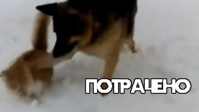 0 1, betrayal, dog, cat, snow, cool points, animals pets.