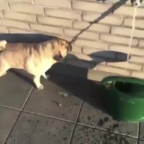 Bluetooth water - Video & GIFs | dog,drinking,water,in,the,4th dimension,poor,pug,wall,bricks,shadow,dry,soul memes,animals pets